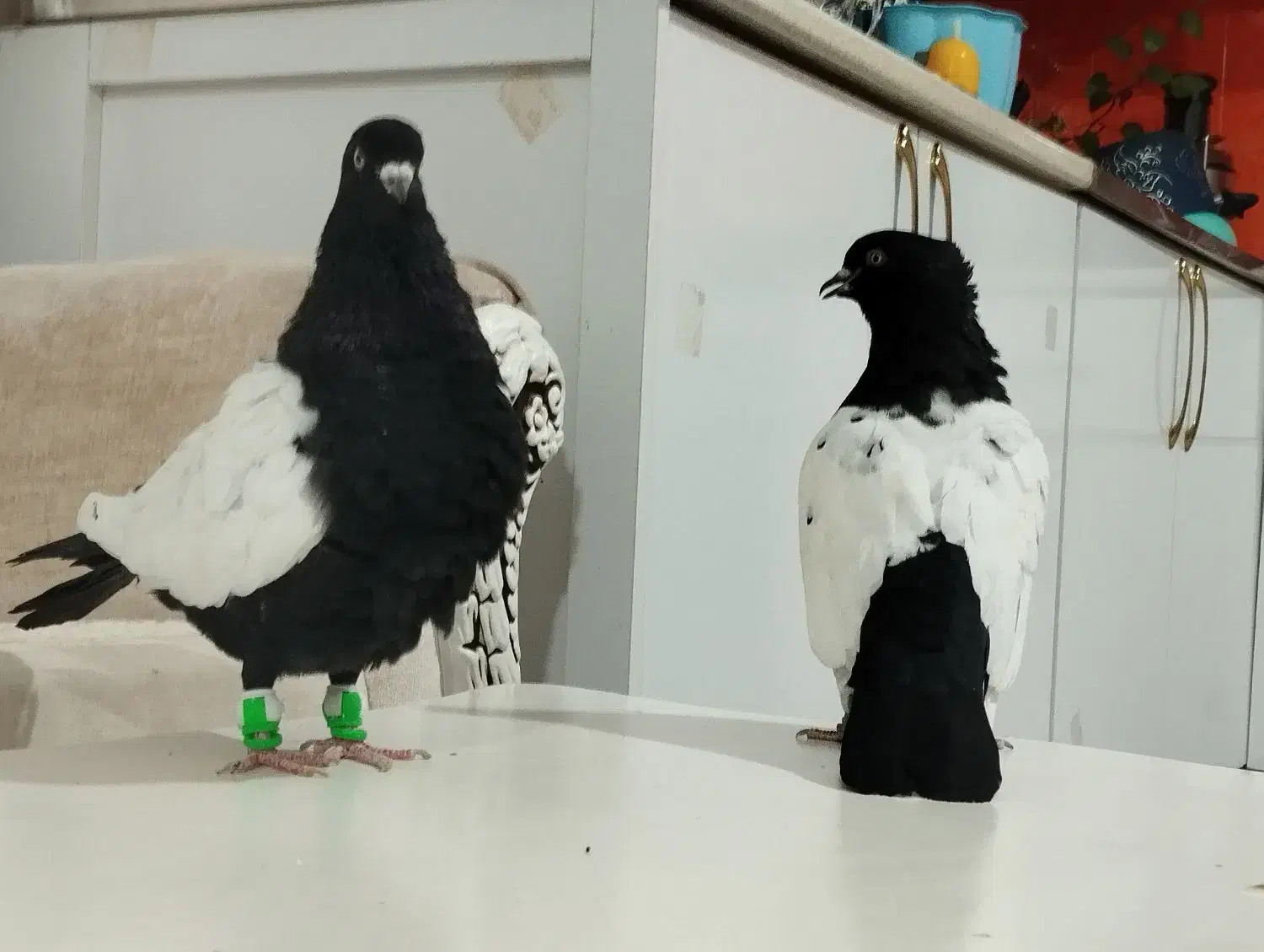 کله سفید کاکول وچپ وراست وسینه سیاه|پرنده|شادمهر, |دیوار