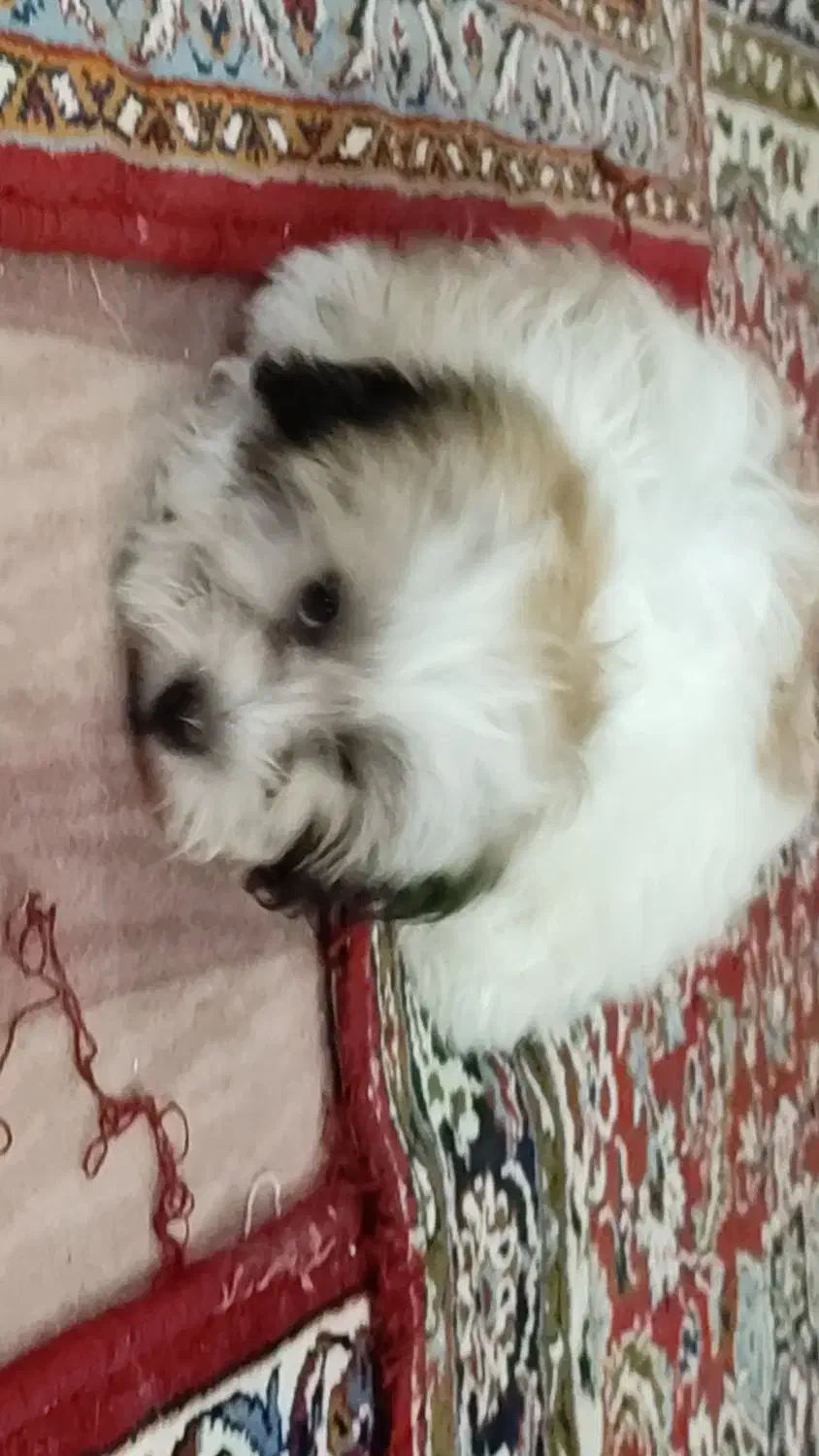 دوتا سگ پاپی بامزه و شیطون|سگ|کاشان, کارگر|دیوار