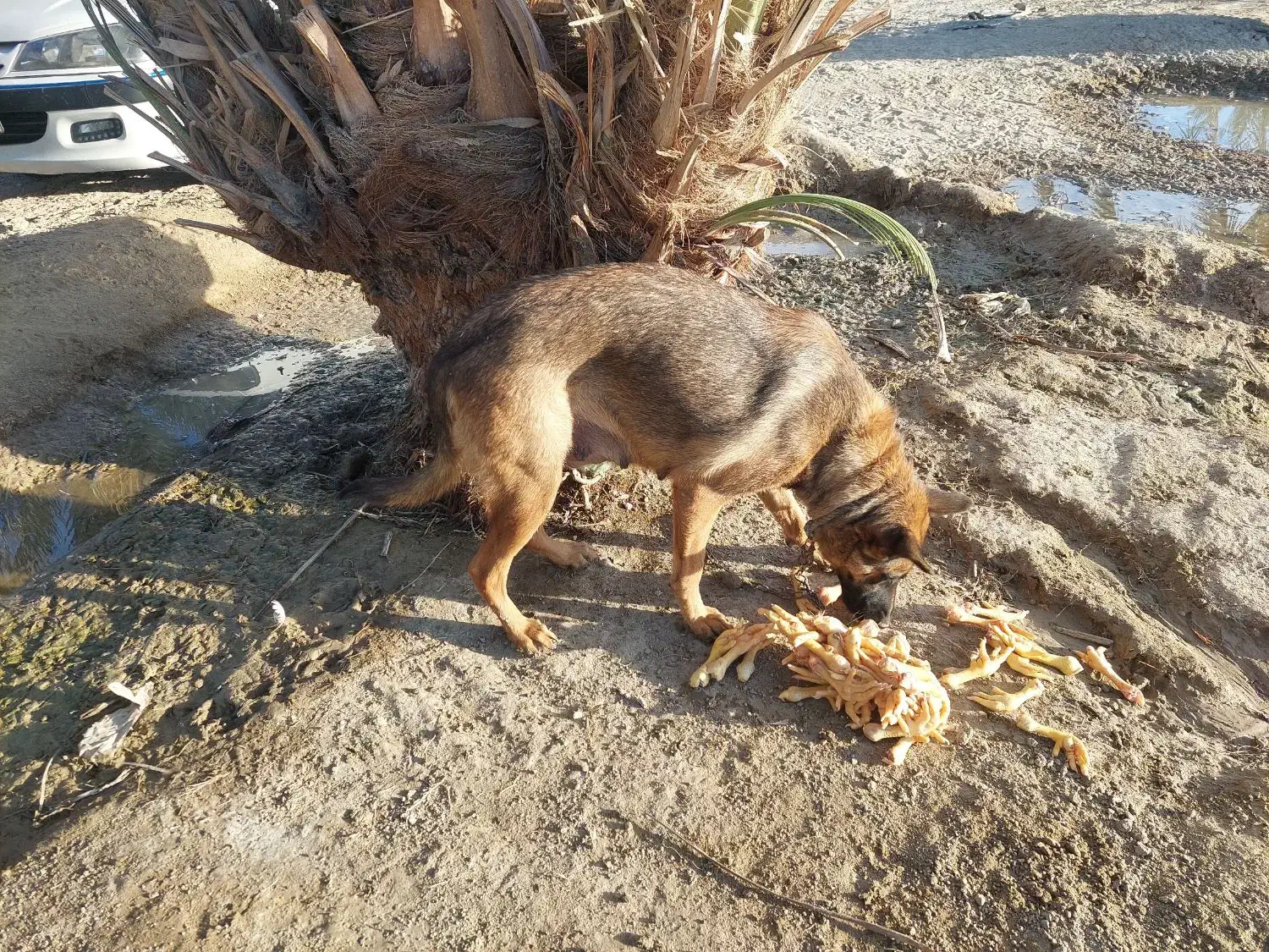 نخل خرما|گل و گیاه طبیعی|ایرانشهر, |دیوار