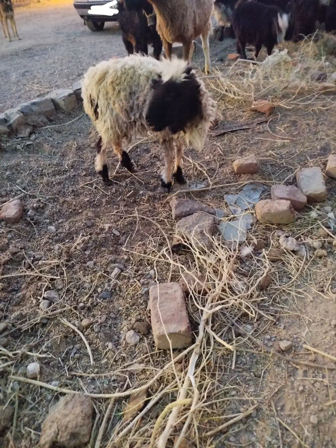 بره وبزغاله|حیوانات مزرعه|مود, |دیوار