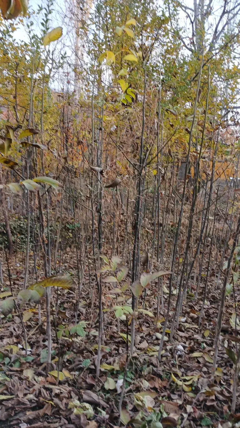 فروش نهال گردوی زود بار ده|خدمات باغبانی و درختکاری|مرند, |دیوار