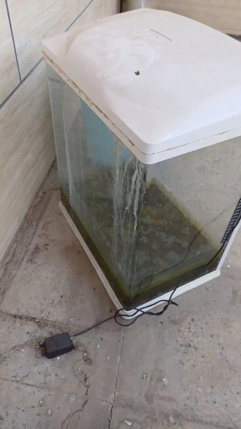 آکواریوم|ماهی|دوگنبدان, |دیوار