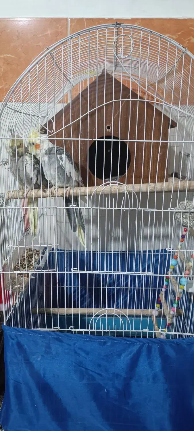 عروس هلندی|پرنده|جوادآباد, |دیوار