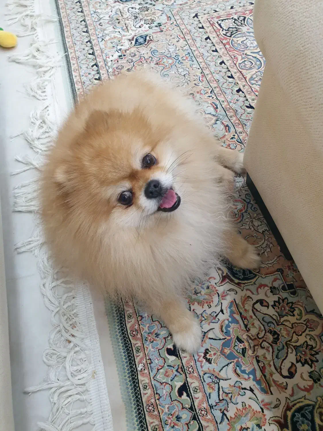 پامر خرسی جهت جفت گیری|سگ|میناب, |دیوار