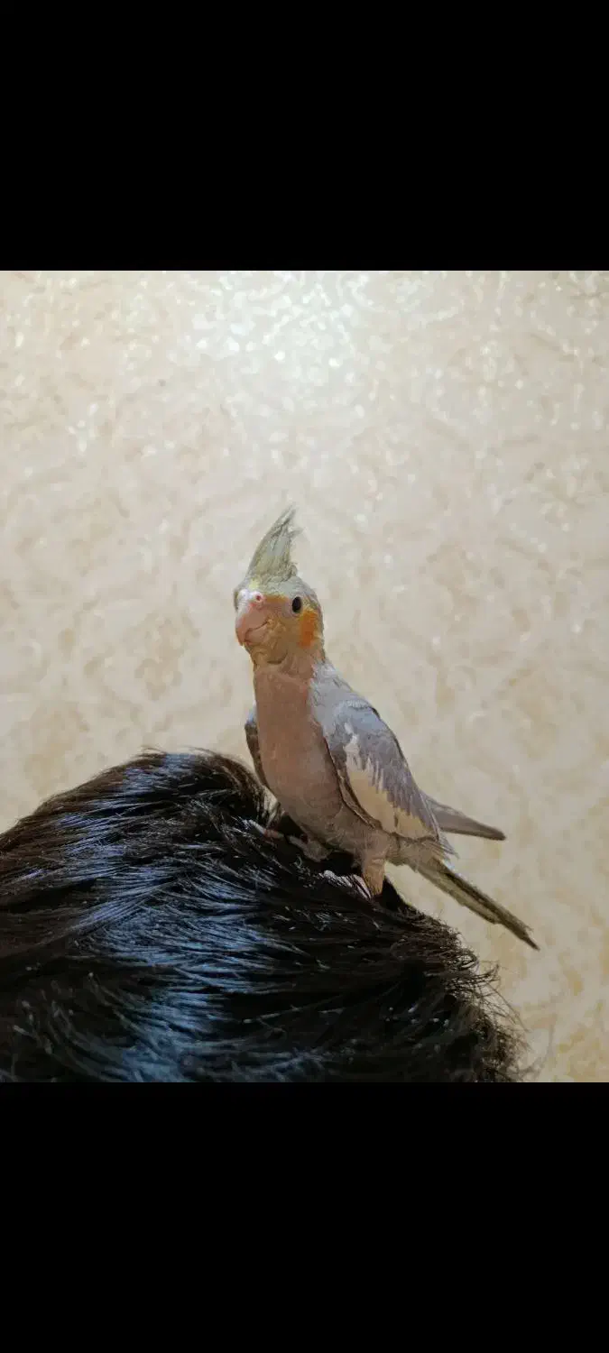 عروس هلندی کاملا دستی|پرنده|محمدشهر, جعفرآباد|دیوار