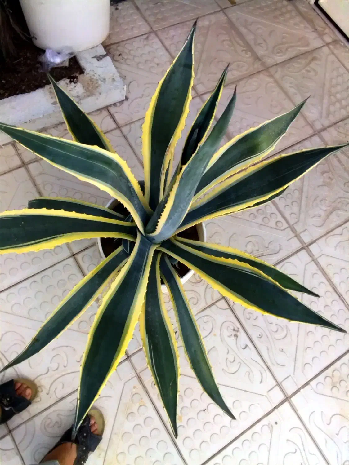 گل آکا ی زیبا|گل و گیاه طبیعی|مراغه, |دیوار