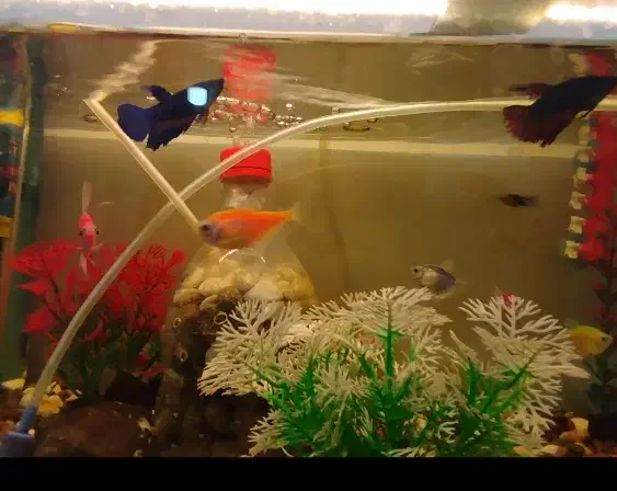 ماهی|ماهی|علی‌آباد کتول, |دیوار