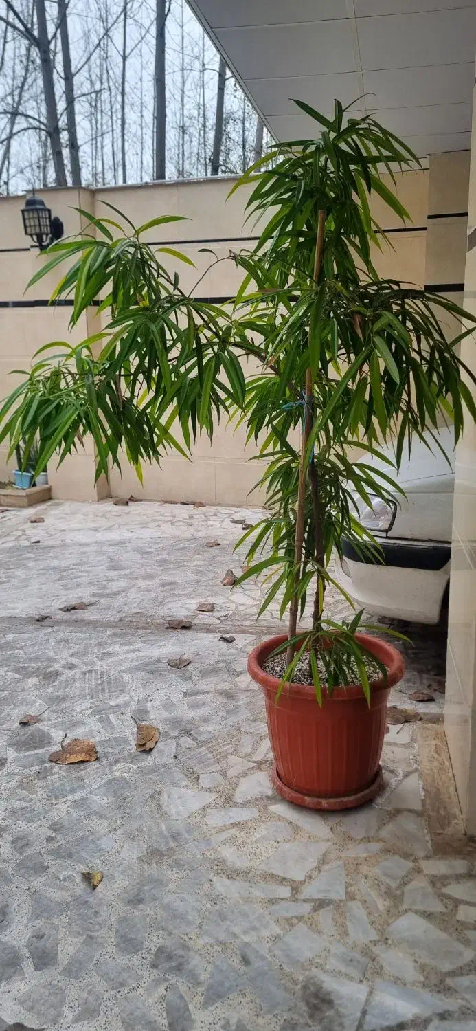 درخچه آمستر|گل و گیاه طبیعی|رشت, پل تالشان|دیوار