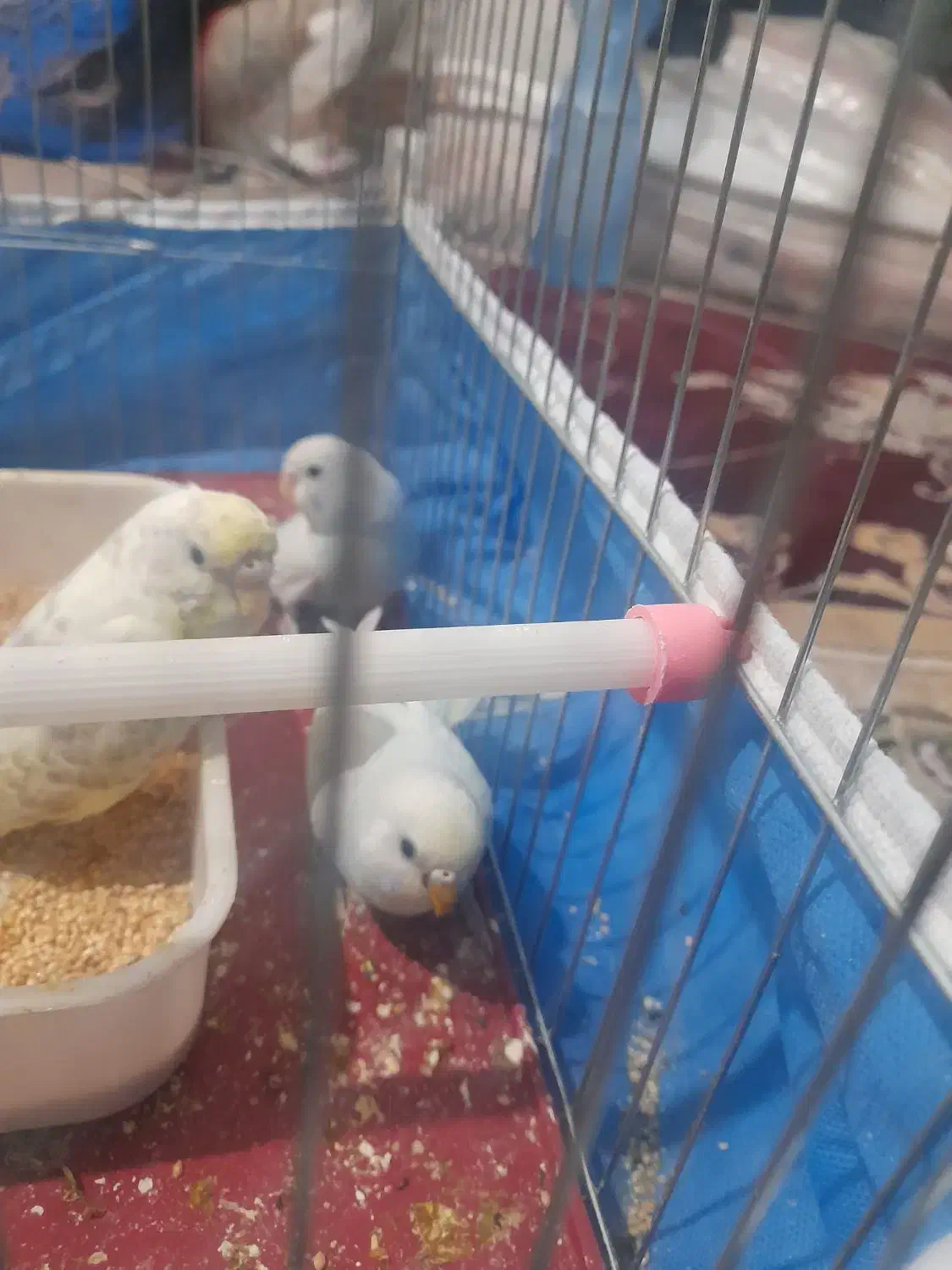 یک جفت  مرغ عشق جوان ریمو رنگین کمانی|پرنده|اندیمشک, |دیوار