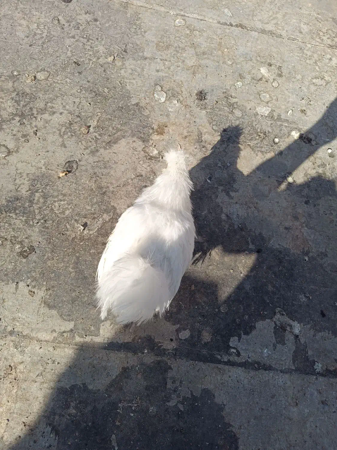 نیمچه ابریشمی|حیوانات مزرعه|شاهین‌شهر, خانه کارگر|دیوار