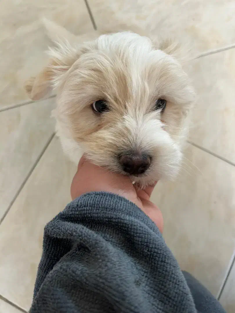 واگذاری|سگ|کرج, گلشهر|دیوار