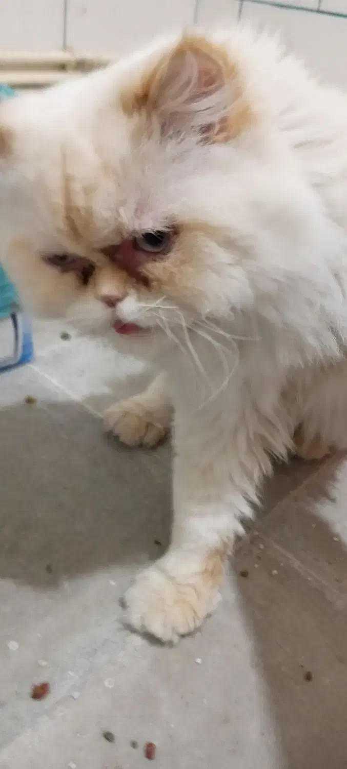 گربه پرشین هیمالین نر قیمت 6تومن مقطوع|گربه|کرمان, |دیوار