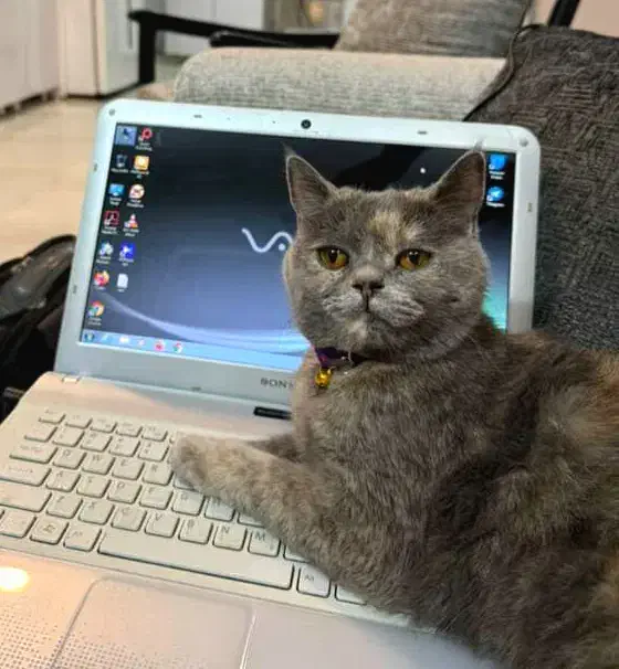 گربه اسکاتیش ماده|گربه|نیشابور, دارایی|دیوار