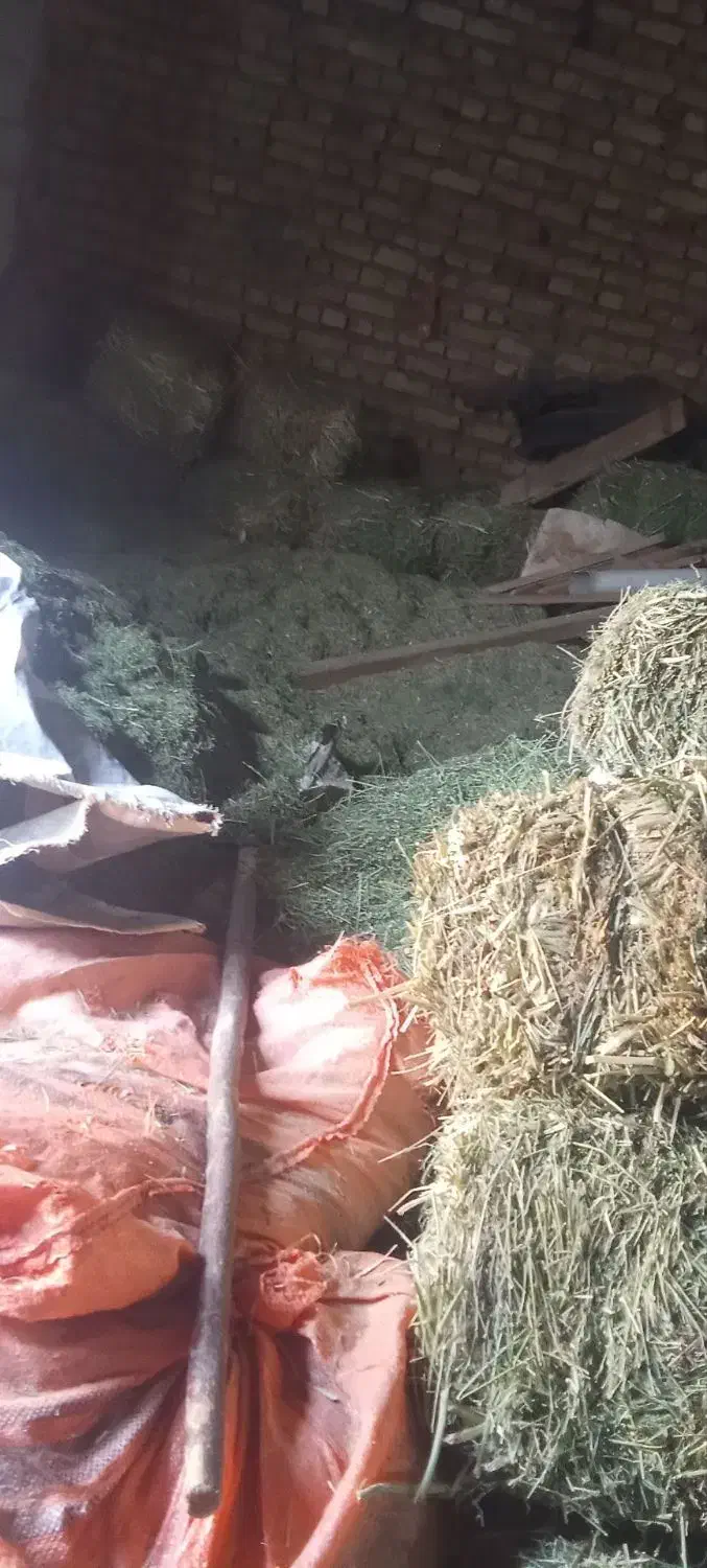 گل ینجه چین 4|حیوانات مزرعه|بن, |دیوار