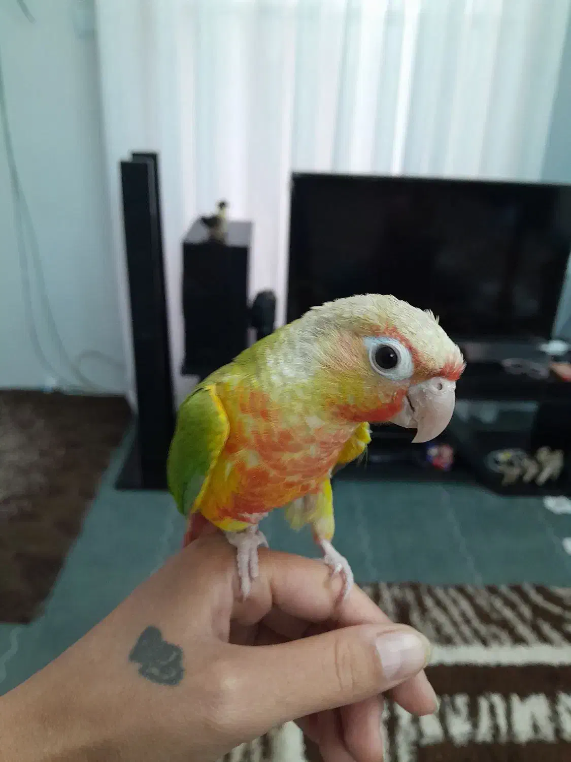 گرینچیک|پرنده|شیراز, دودمان|دیوار