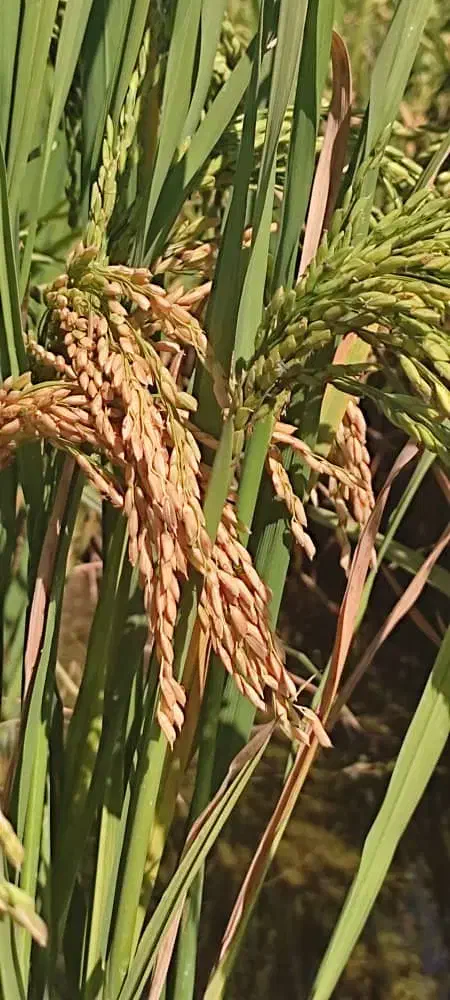 شلتوک درجه یک|خوردنی و آشامیدنی|اهواز, اسماعیلیه|دیوار