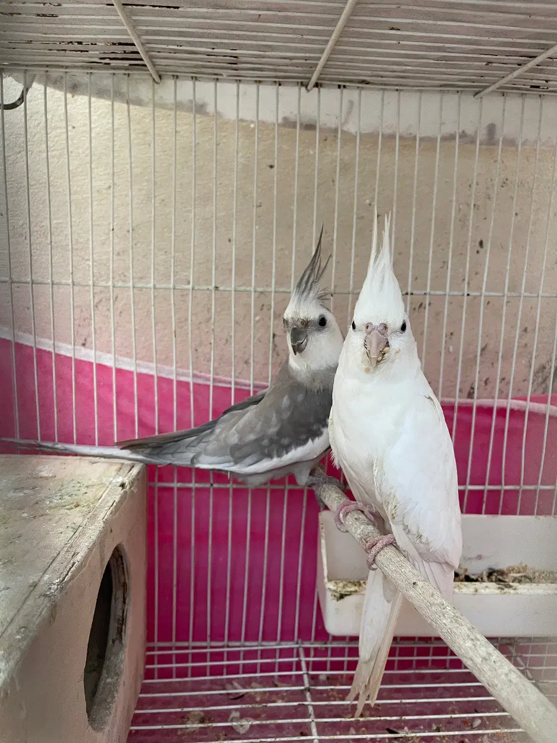 طوطی عروس مولد به شرط|پرنده|آمل, |دیوار