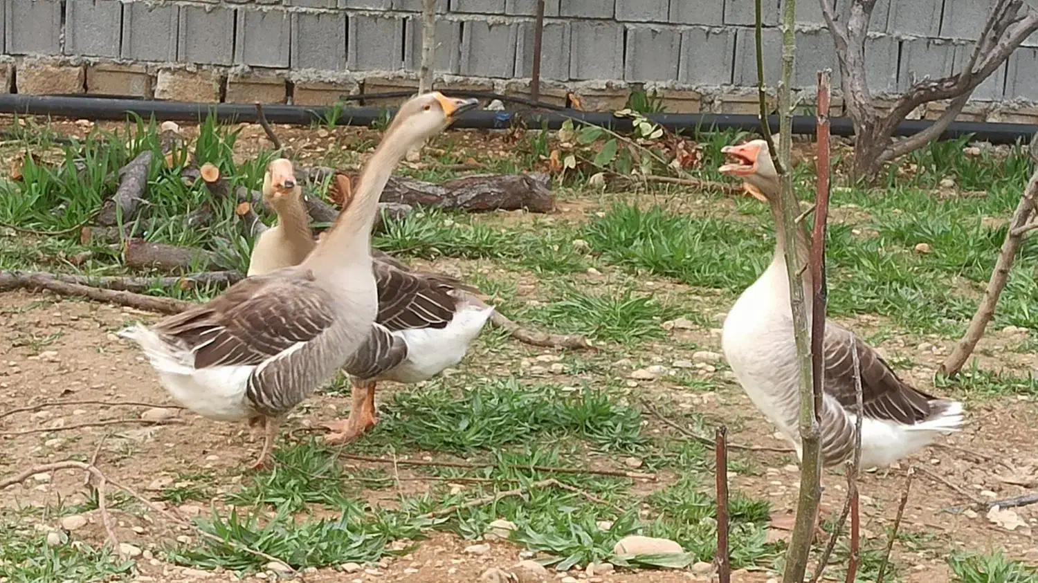 غاز|حیوانات مزرعه|یاسوج, |دیوار