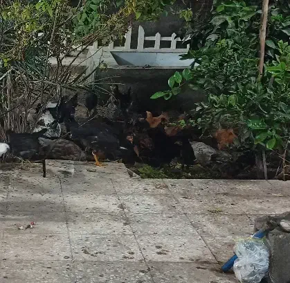 مرغو خروس محلی|حیوانات مزرعه|قم, پردیسان|دیوار