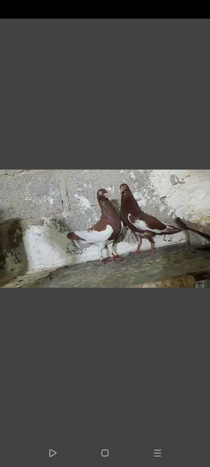 دم چتری . یهودی|پرنده|مهر, |دیوار