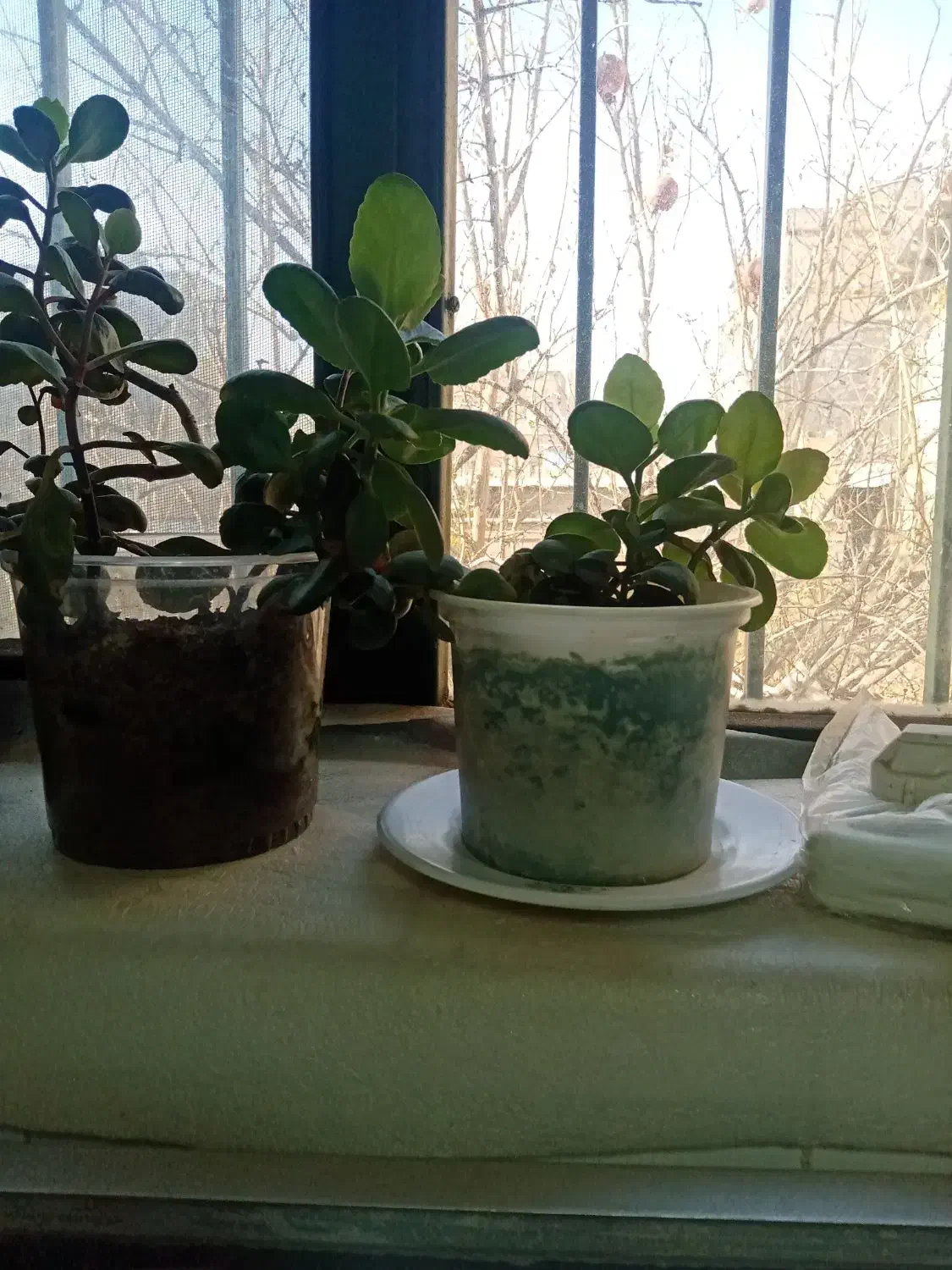 پایه قابلمه|آب‌چکان و نظم‌دهنده ظروف|سبزوار, ولیعصر (نجار آباد)|دیوار