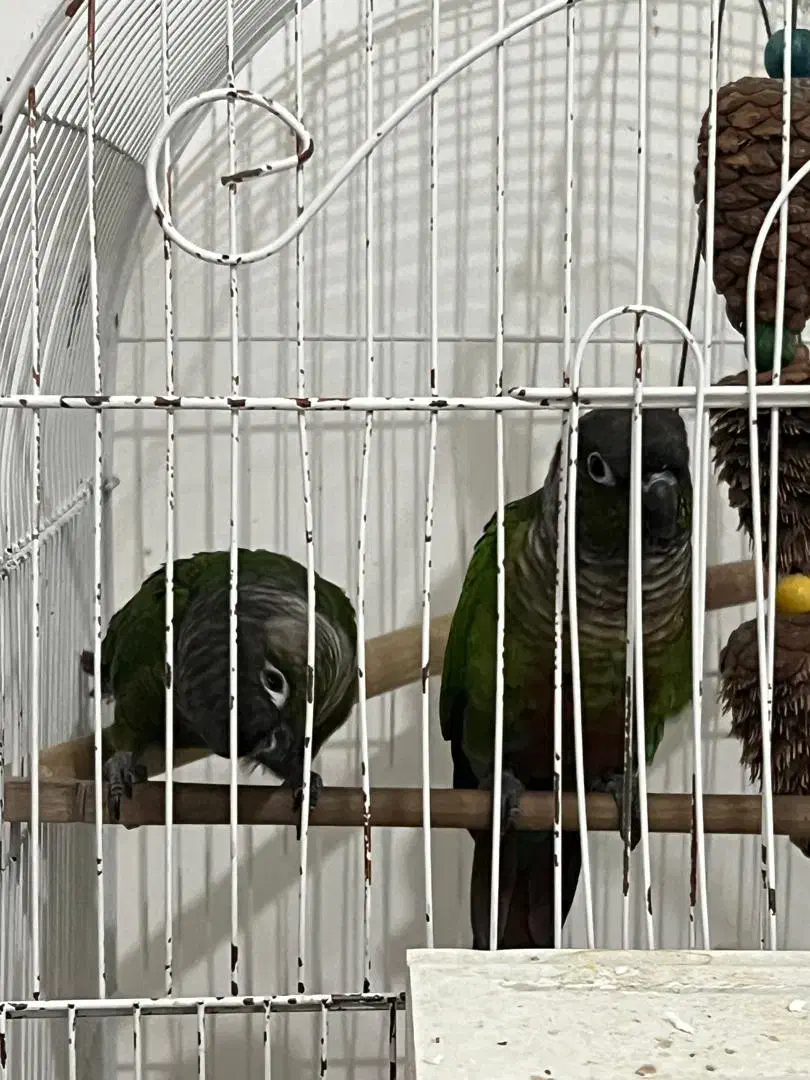 گرینجیک عروس هلندی مرغ عشق|پرنده|ارومیه, |دیوار