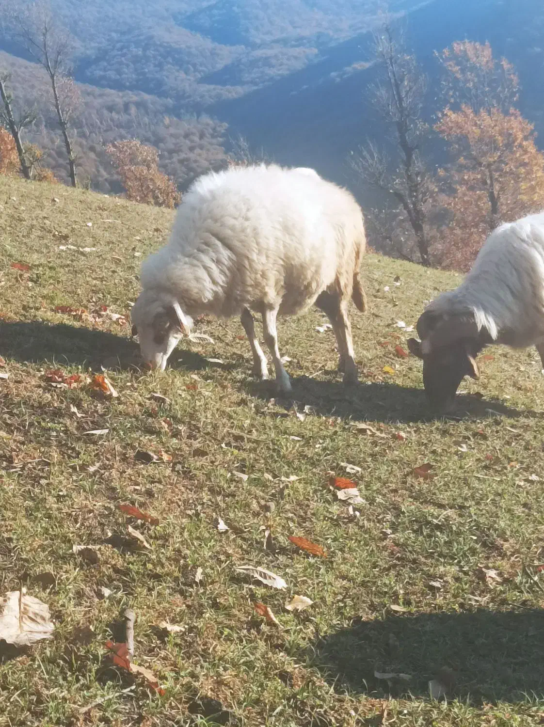 فروشگوسفند|حیوانات مزرعه|رستمآباد, |دیوار