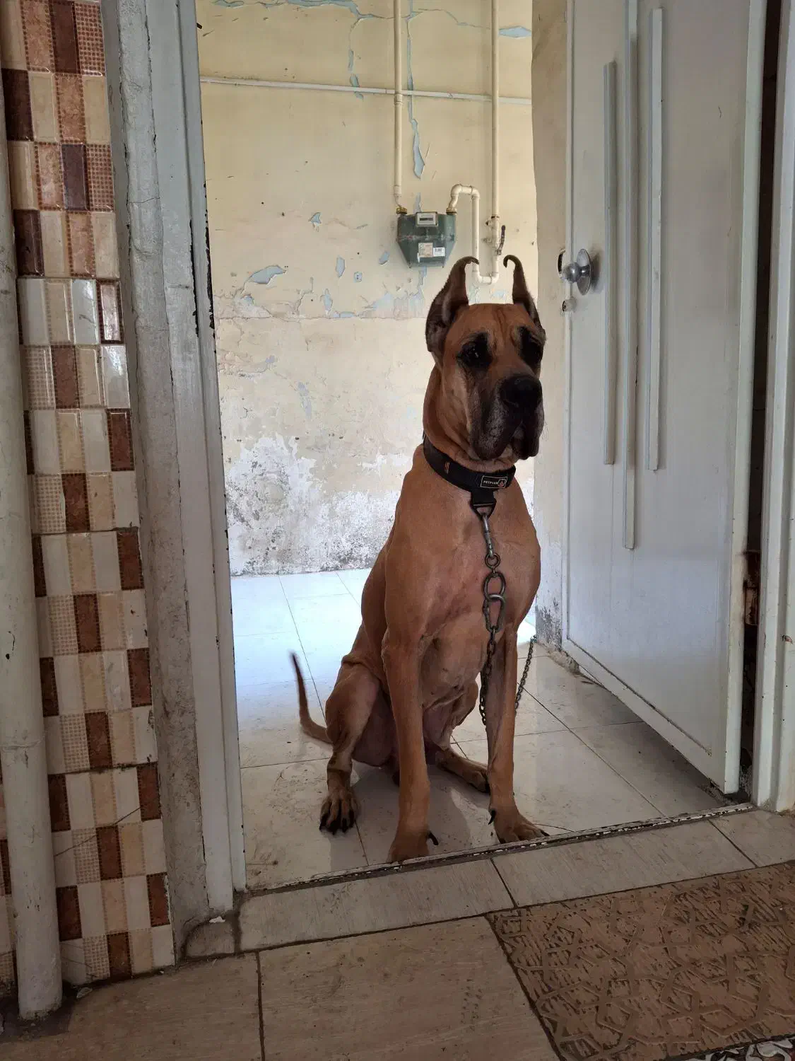 سگ گریت دین نر ۴ ساله|سگ|اهواز, کمپلو شمالی|دیوار