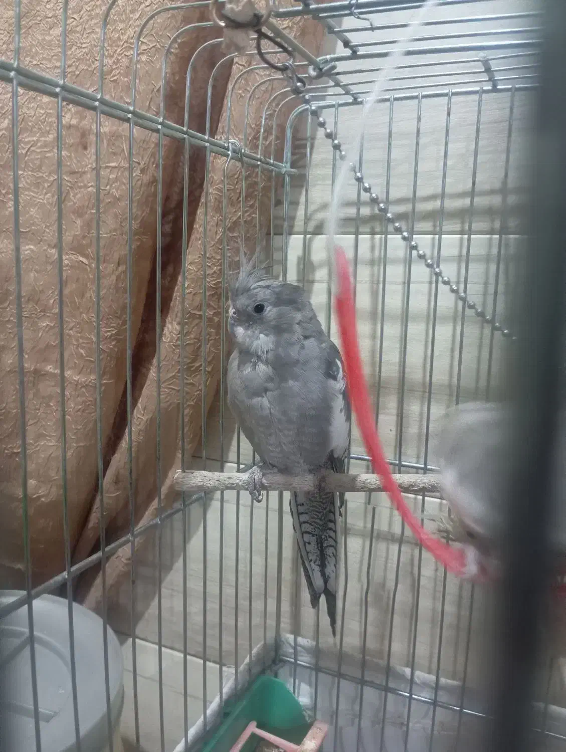 عروس هلندی فروش یا معاوضه|پرنده|شهرکرد, |دیوار