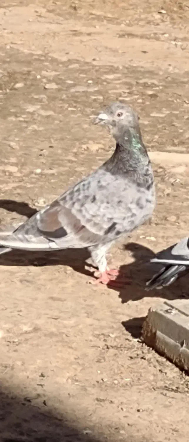 کبوتر|پرنده|اسفراین, |دیوار