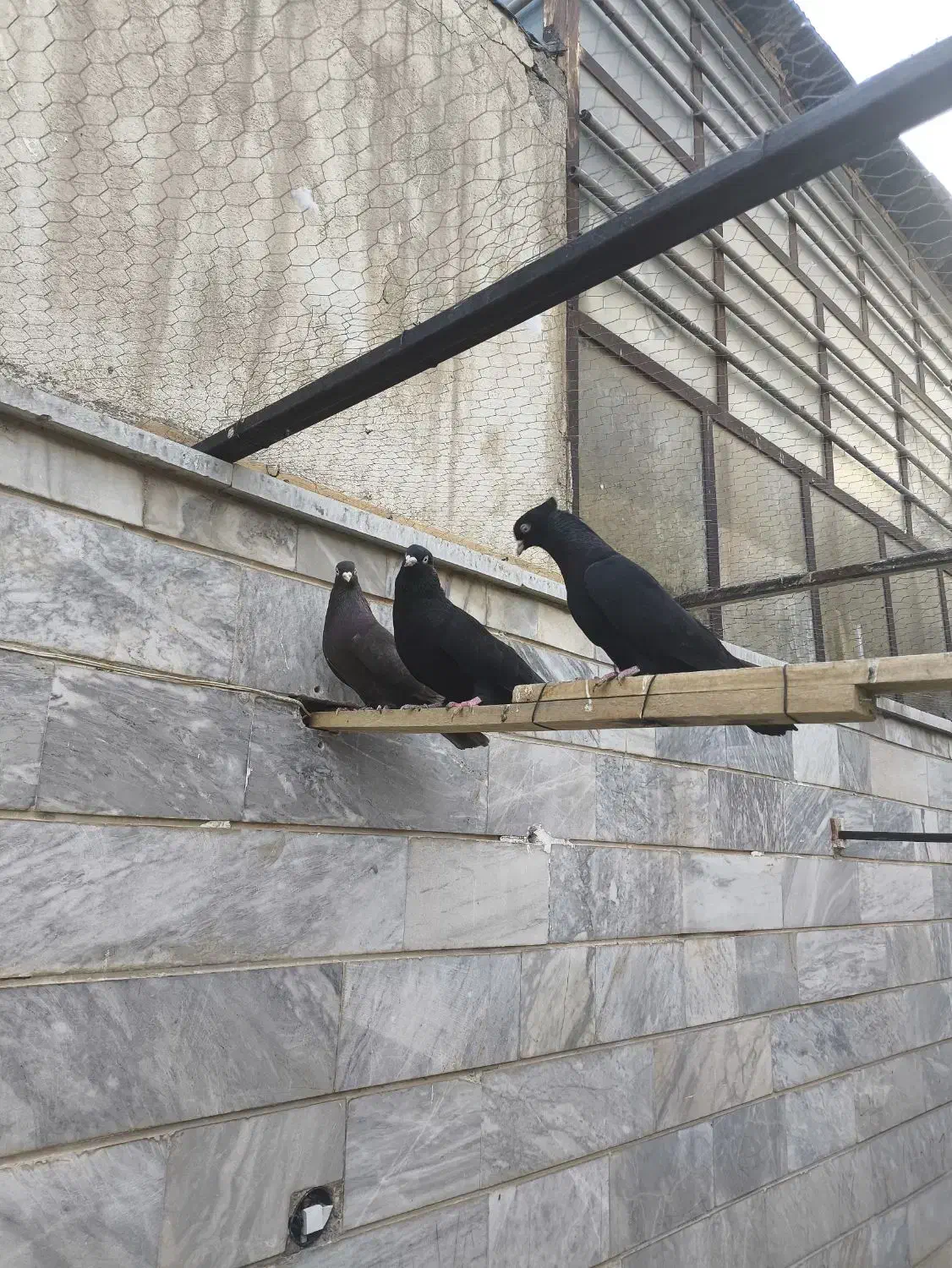 فروش 25عدد زاغ آبادانی قیمت مناسب|پرنده|شاهین‌شهر, فردوسی|دیوار