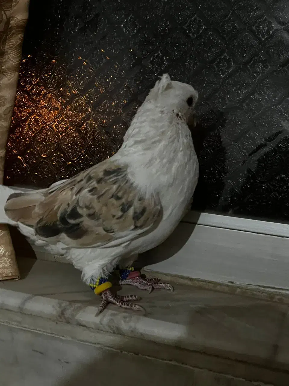 کبوتر پلاکی دوکت|پرنده|نجفآباد, جعفرآباد|دیوار