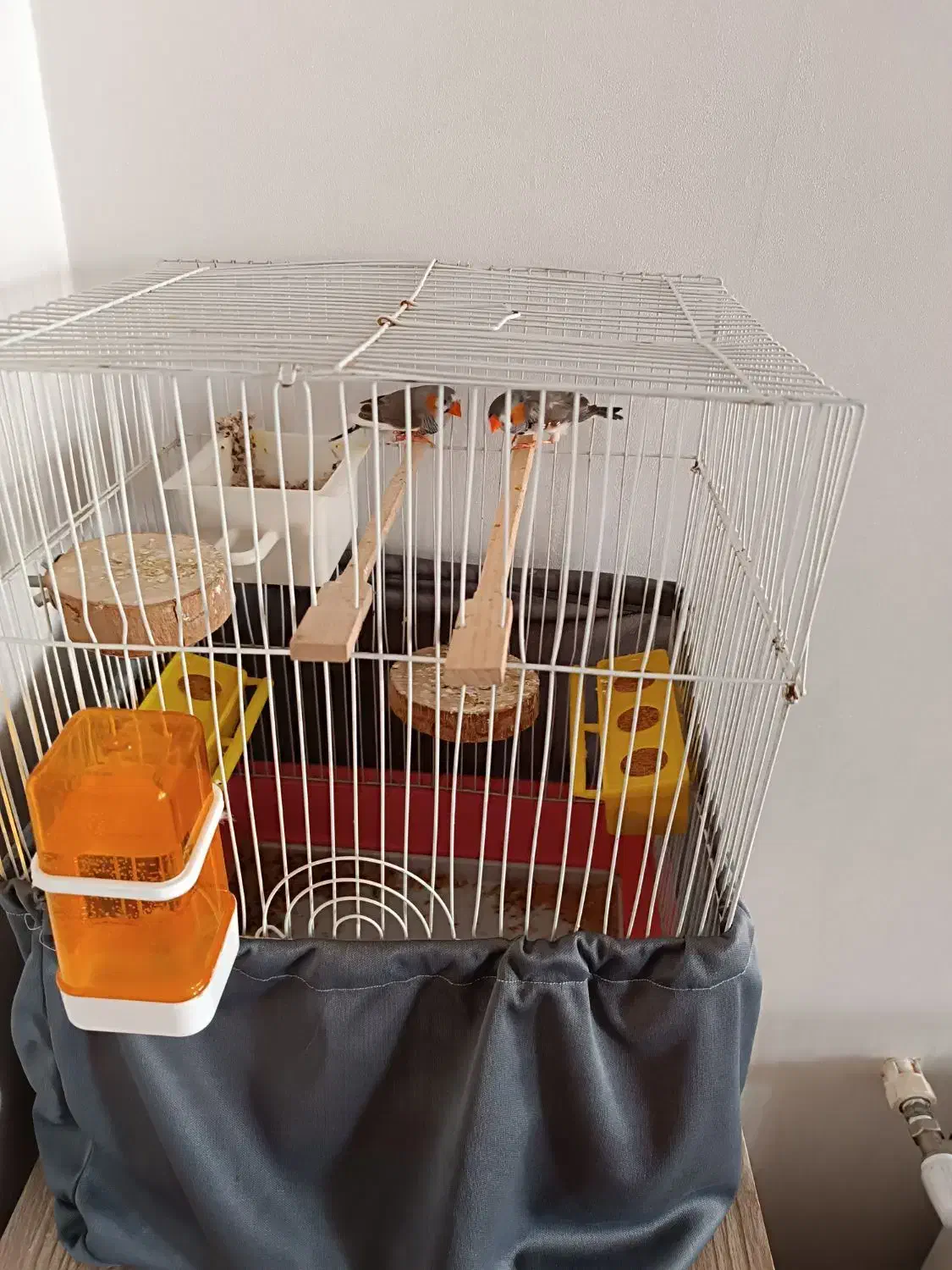 یک جفت فنچ|پرنده|کرج, حسن آباد|دیوار