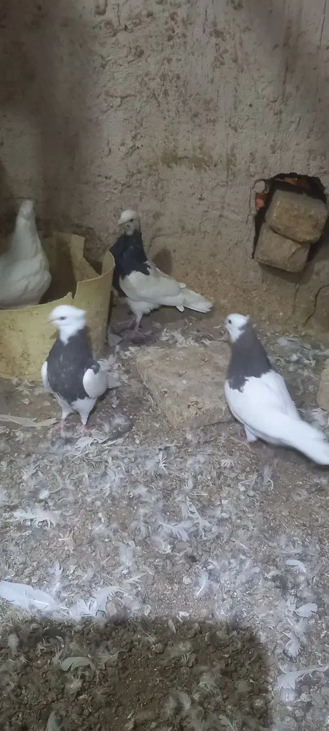 طوقی|پرنده|جرقویه, |دیوار