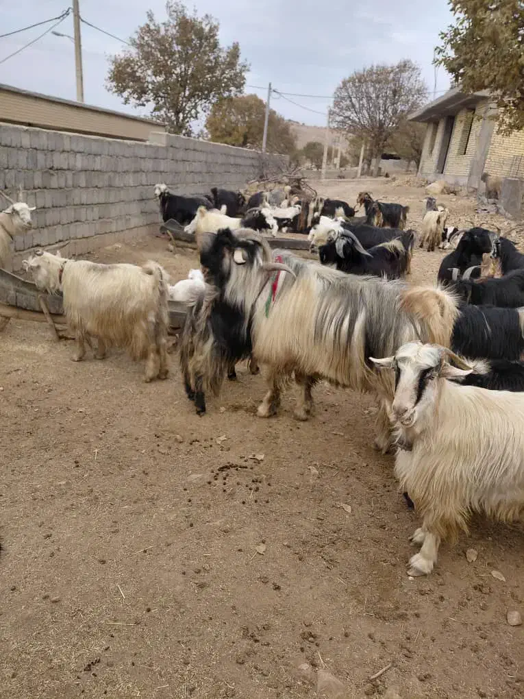 فروشی|حیوانات مزرعه|میانکوه, |دیوار