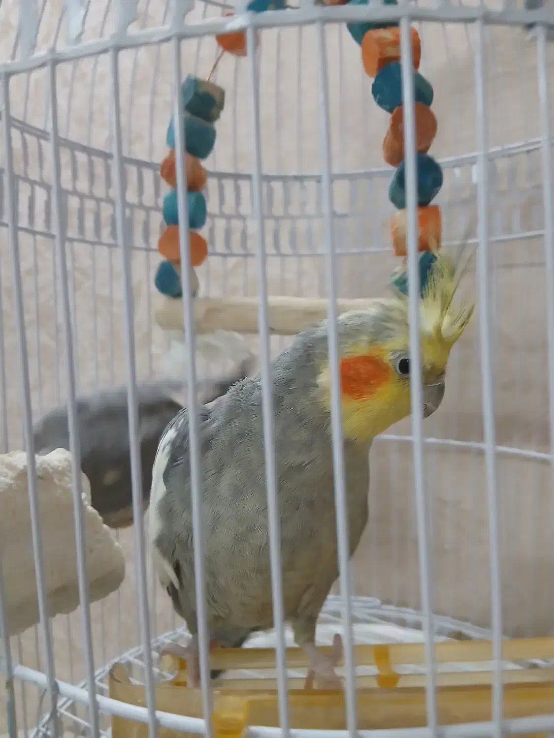 عروس هلندی مولد|پرنده|مشهد, هدایت|دیوار