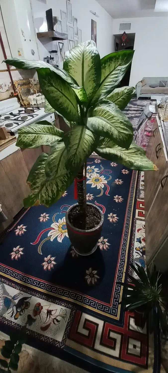 دیفن باخیا قد بلند سر حال|گل و گیاه طبیعی|مشهد, نظام دوست|دیوار