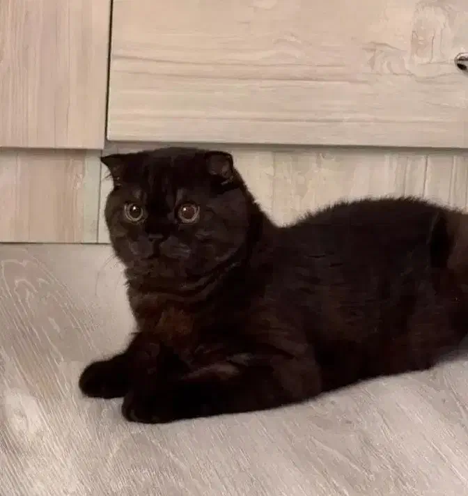 جفگیری گربه|گربه|رشت, کوی مهر|دیوار