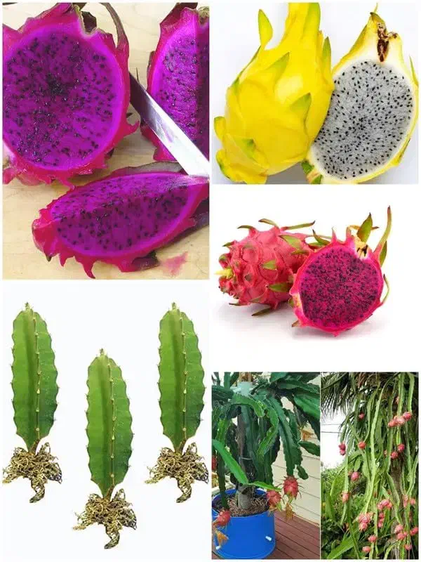 نهال دراگون فروت|گل و گیاه طبیعی|لاهیجان, آهندان|دیوار