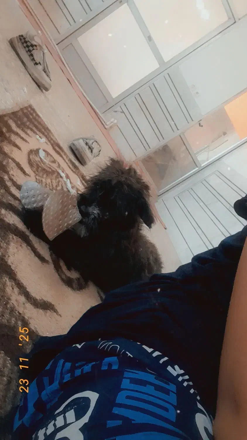 واگذاری سگ|سگ|اصفهان, طاحونه|دیوار