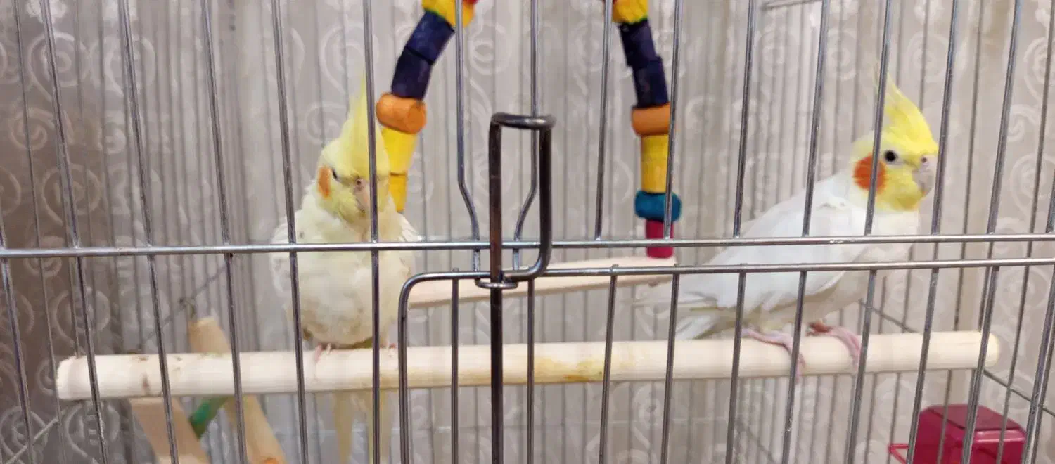 عروس هلندی|پرنده|شوش, |دیوار