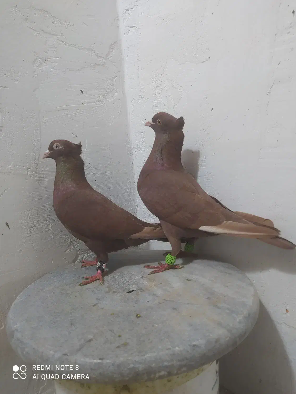 جفت سرخ کاکلی|پرنده|دزفول, |دیوار