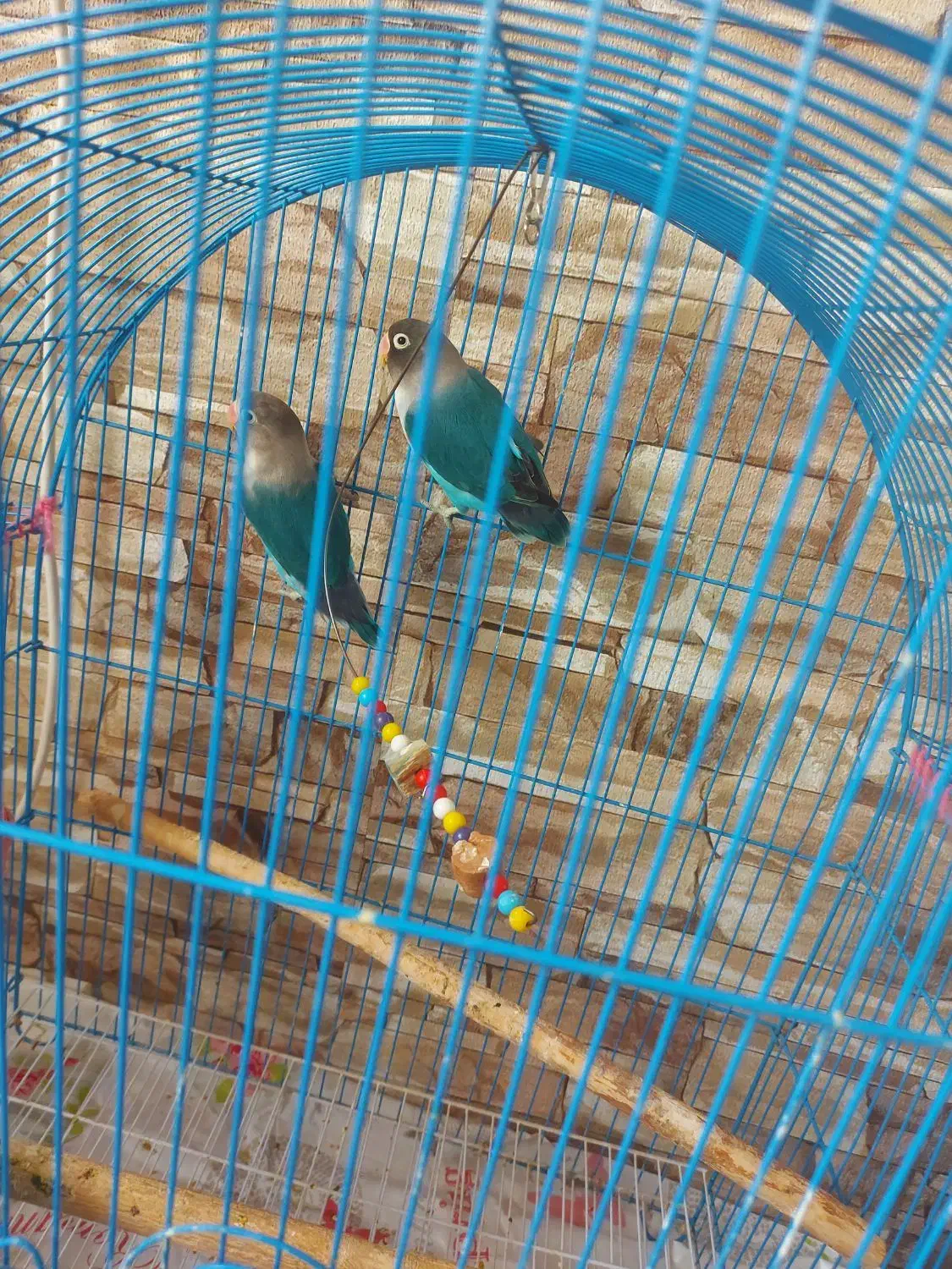 طوطی برزیلی نروماده بالغ با قفس معاوضه با مرغ|پرنده|قزوین, |دیوار