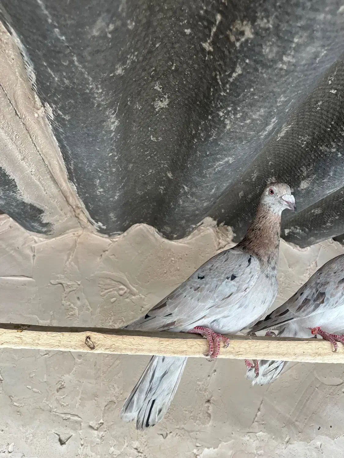 کبوتر|پرنده|بوئین زهرا, |دیوار