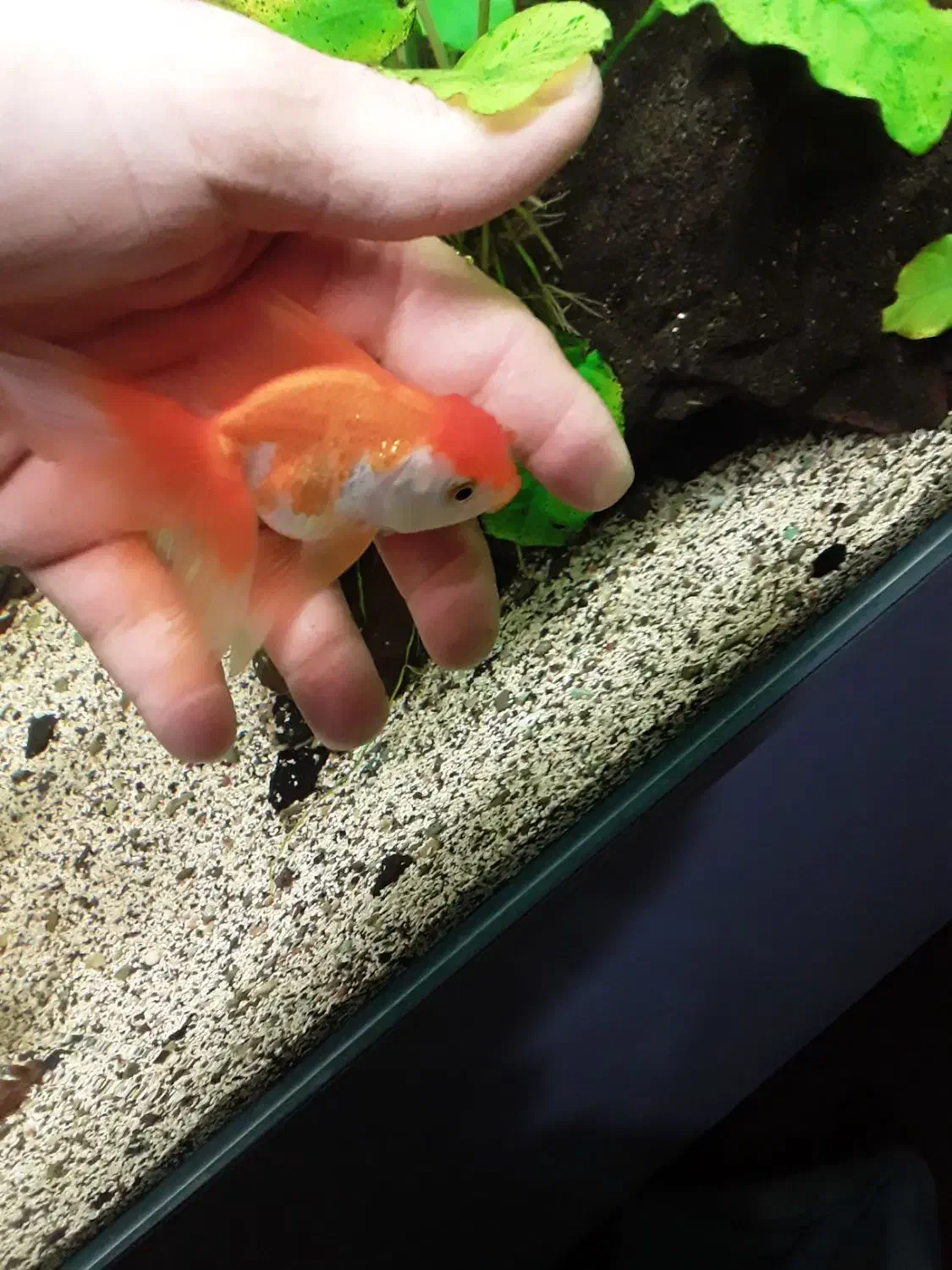 گلدفیش|ماهی|ری, حمزه‌آباد|دیوار