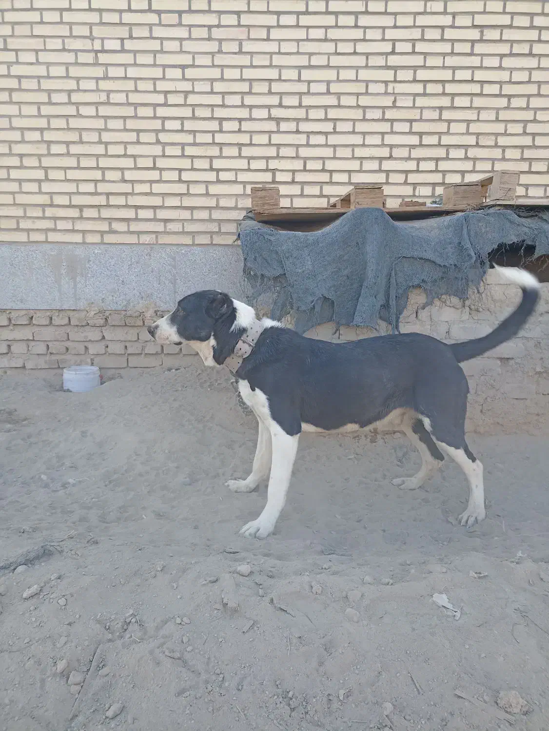 سگ آلابای نر|سگ|ماهدشت, |دیوار