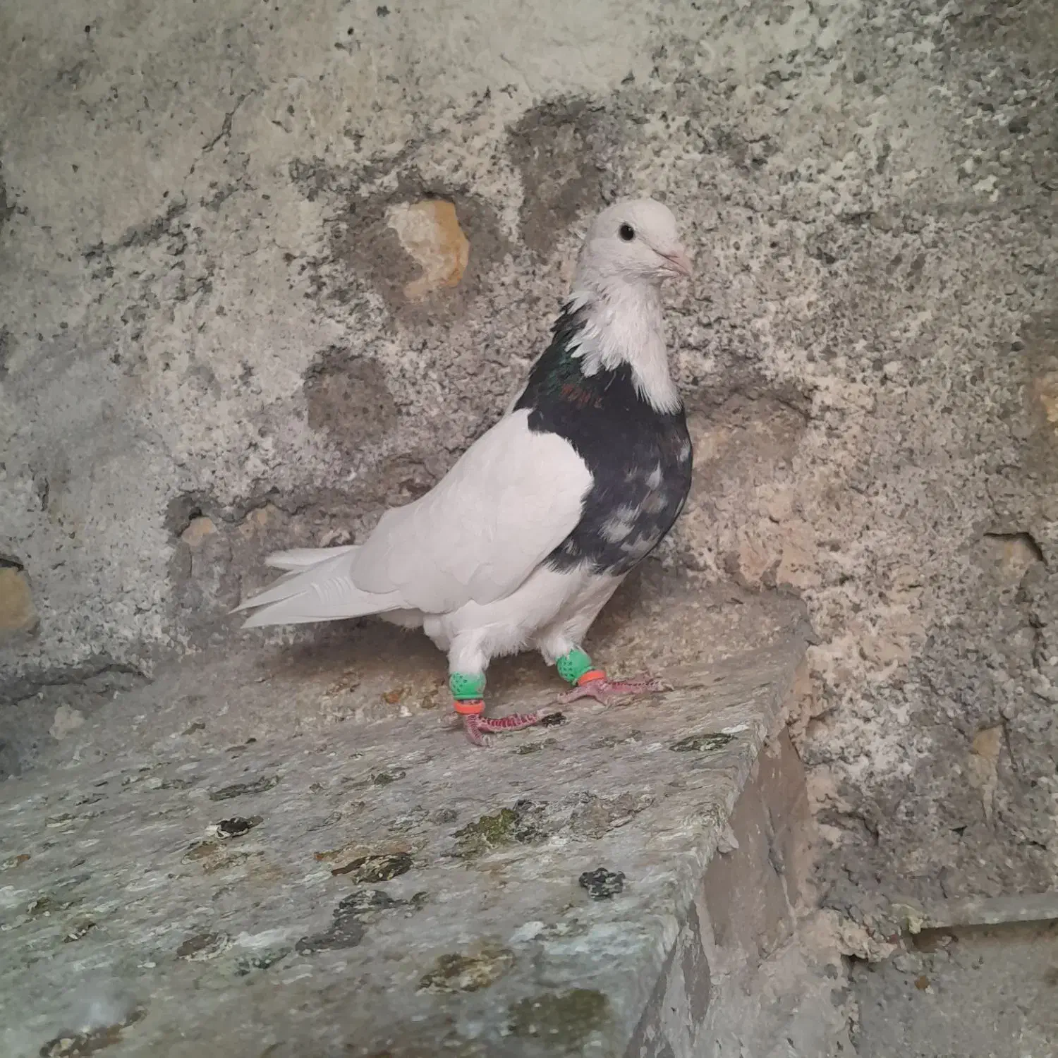 نر طوقی هفترنگ|پرنده|تربتحیدریه, شهرک ولیعصر|دیوار