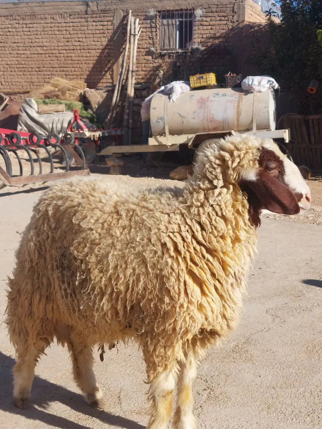 بره قوچ داشتی|حیوانات مزرعه|اسلامآباد غرب, |دیوار