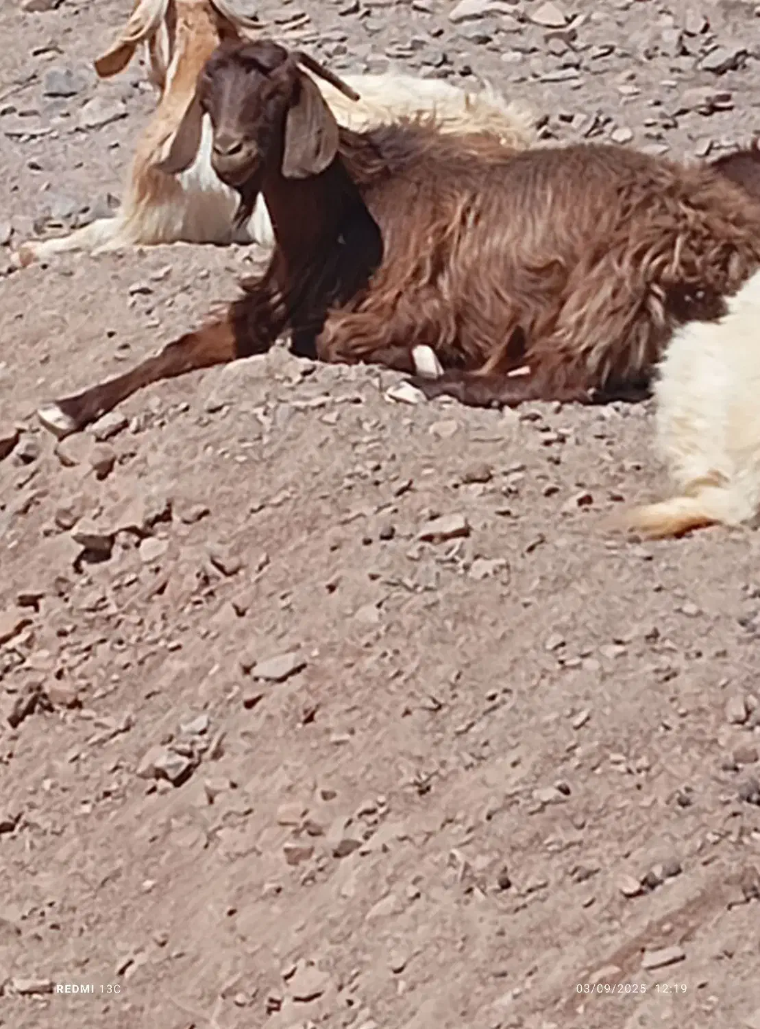 گوسفند معاوضه با موتور هندا|حیوانات مزرعه|بیرجند, |دیوار