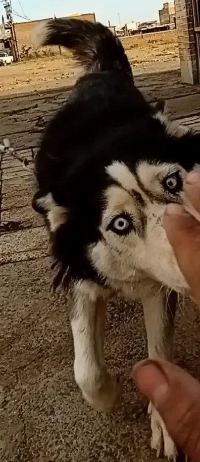 هاسکی گمشده|سگ|سبزوار, توحیدشهر|دیوار